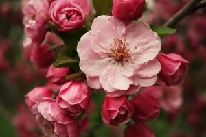 pink_spring_blossoms_image