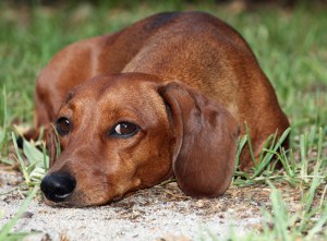 little-brown-dachshund-image