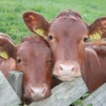 calves-at-fence-image