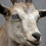goat-face-image