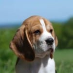 beagle-puppy-blue-skies-image