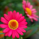 pink-flowers-yellow-center-image