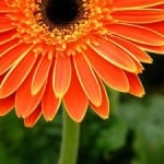 WAHMRevolution-flower-orange-image