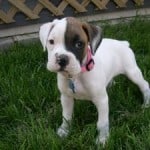 brown-and-white-boxer-image