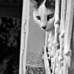 cat-peeking-doorway-image