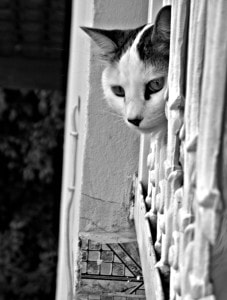 cat-peeking-doorway-image