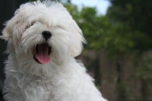 smiley-maltese-pup-image