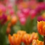 color-burst-tulips-image
