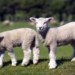 two-baby-lambs-image