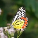 orange-yellow-white-black-butterfly-image