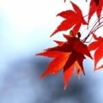 autumn-orange-leaves-image