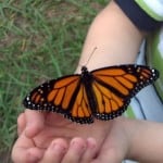 butterfly_in_the_hand_image