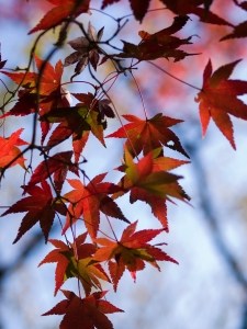 maple-leaves-fall-image