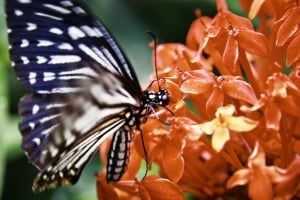 black-white-butterfly-image