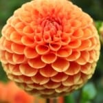 orange-ball-flower-image