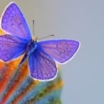 colors-purple-butterfly-image