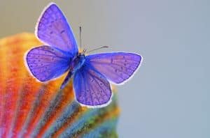 colors-purple-butterfly-image