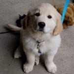 puppy-on-blue-leash-image