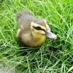 wild-duckling-image