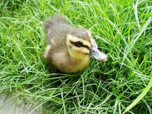 wild-duckling-image