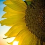 WAHMRevolution-sunflower-image