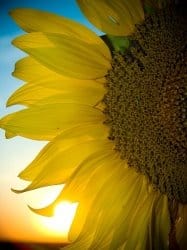 WAHMRevolution-sunflower-image
