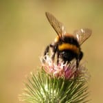 bumblebee-closeup-image