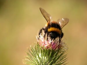 bumblebee-closeup-image