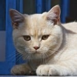 fluffy-fat-white-cat-image