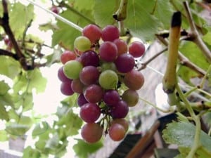 autumn-grapes-image