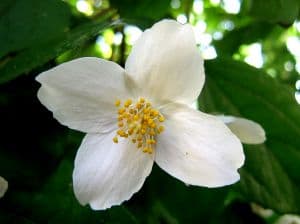 jasmine-bloom-image