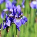 purple-iris-green-fields-image