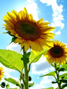 proud-sunflower-image