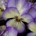violet-white-pansies-image