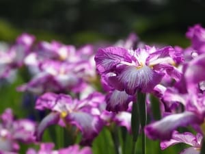 purple-irises-image