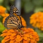 beautiful-butterfly-zinnia-image
