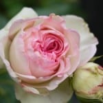 pink-rose-and-bud-image