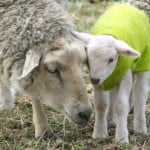 mother-baby-lambs-green-image