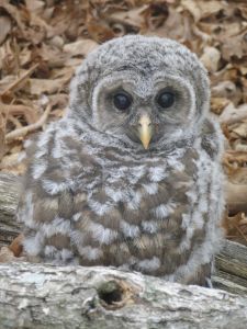 baby-owl-image