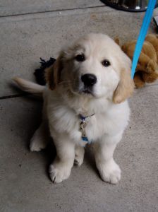 cute-dog-on-leash-image