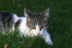 kitten-stalking-grass-image