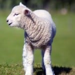 fluffy-baby-lamb-green-field-image