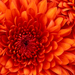 bright-orange-chrysanthemum-image