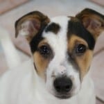so-cute-jack-russell-image