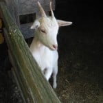 cute-goat-pen-image