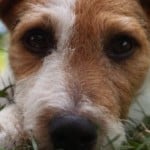 close-up-cute-jack-russell-image