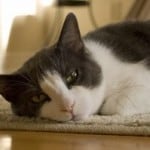 sweet-cat-rug-image