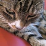 gray-black-stripe-cat-paw-image