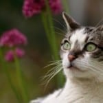 white-gray-cat-purple-flower-favorite-image