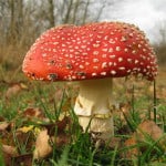 orange-mushroom-grass-woods-image